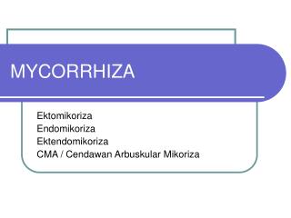mycorrhiza