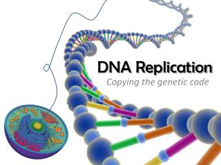 DNA Replication