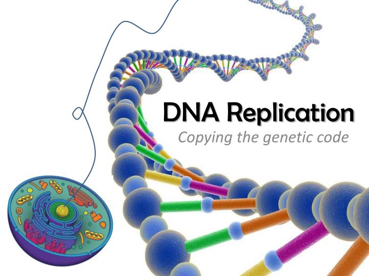 Dna Replication Ppt Hot Sex Picture