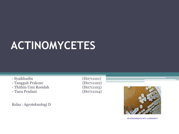 actinomycetes