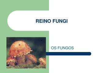 reino fungi