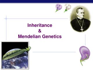 Inheritance &amp; Mendelian Genetics