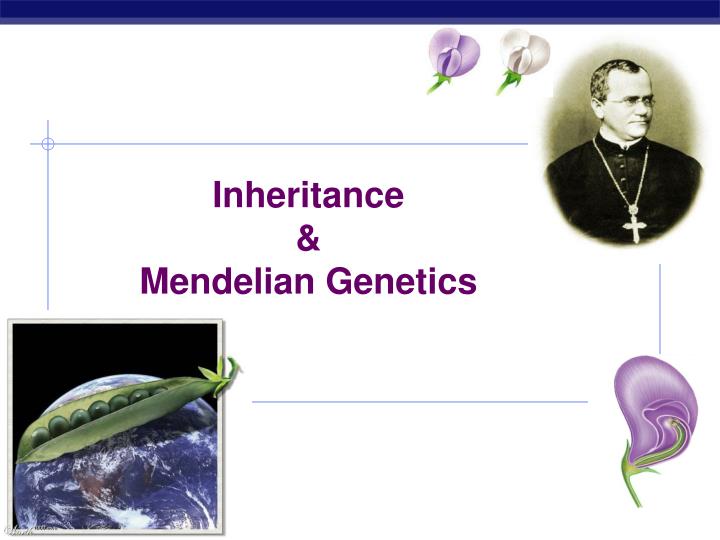 inheritance mendelian genetics