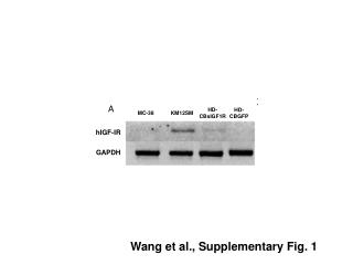 Wang et al., Supplementary Fig. 1