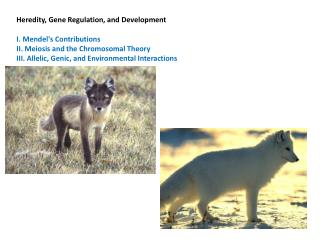 Heredity, Gene Regulation, and Development I. Mendel's Contributions