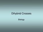 Dihybrid Crosses - slide 1