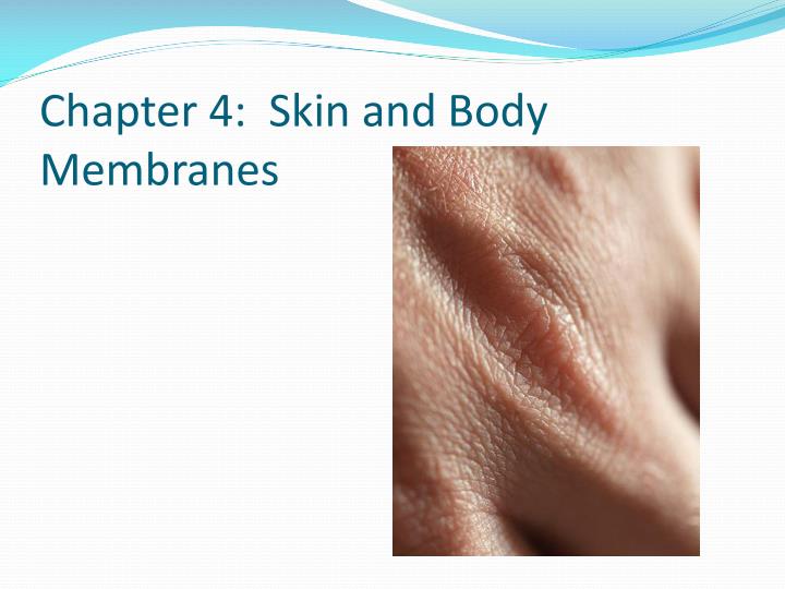 chapter 4 skin and body membranes