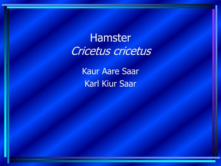 hamster cricetus cricetus