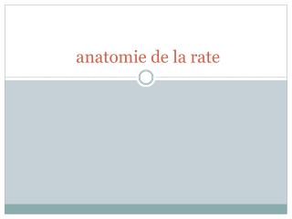 anatomie de la rate