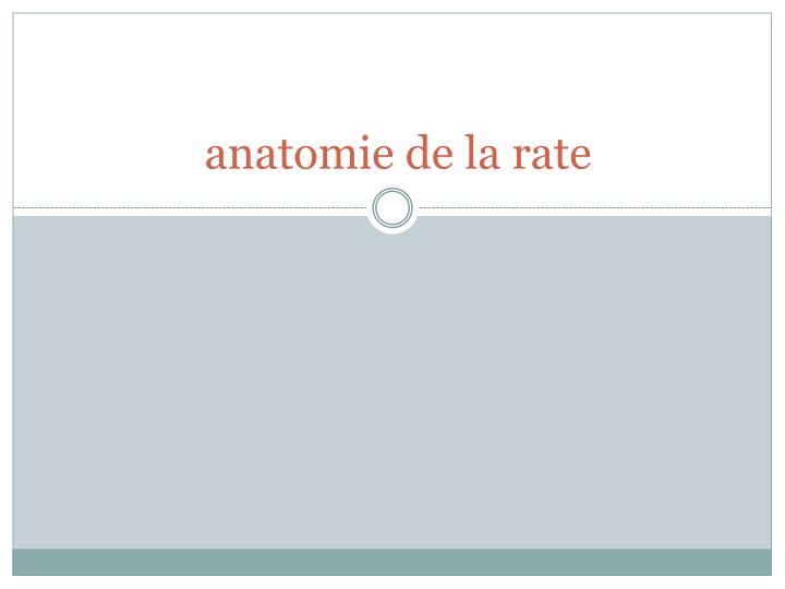 anatomie de la rate
