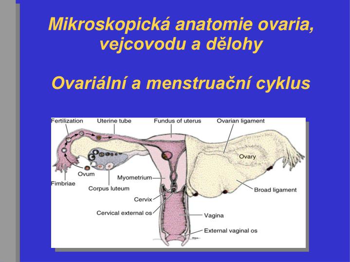 mikroskopick anatomie ovaria vejcovodu a d lohy ovari ln a menstrua n cyklus