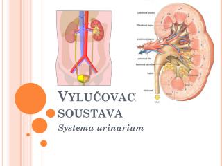 vylu ovac soustava