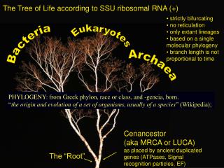 The Tree of Life according to SSU ribosomal RNA (+)