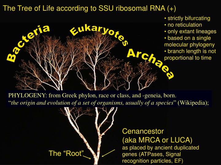 the tree of life according to ssu ribosomal rna