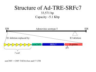 Structure of Ad-TRE-SRFc7