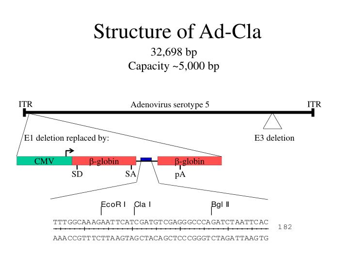structure of ad cla