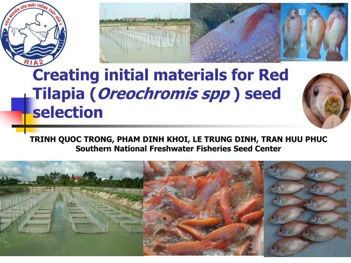 creating initial materials for red tilapia oreochromis spp seed selection