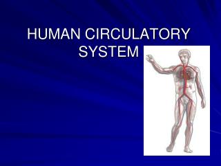 HUMAN CIRCULATORY SYSTEM