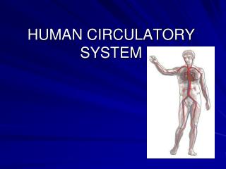 human circulatory system