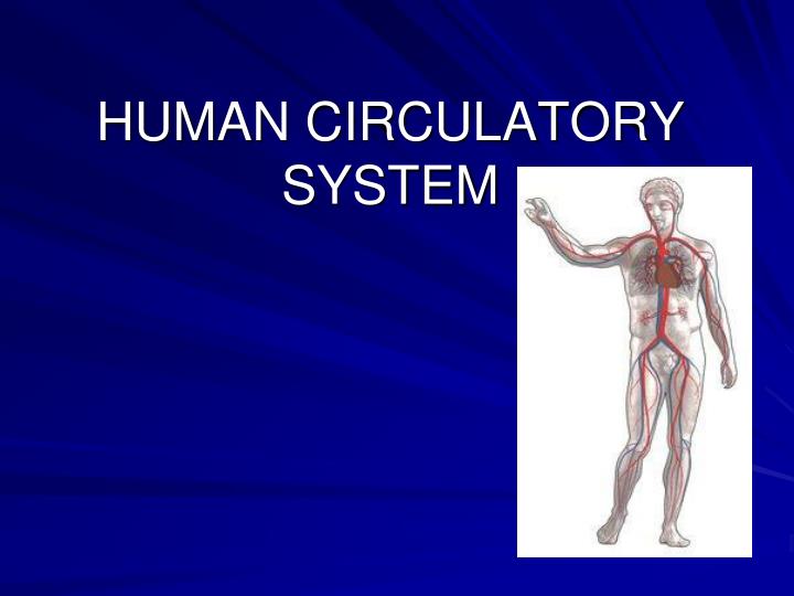 human circulatory system