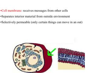Cell membrane : receives messages from other cells