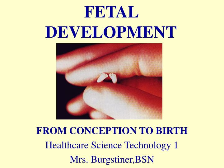 fetal development