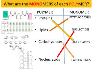 What are the MONO MERS of each POLY MER?