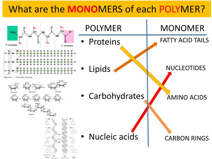 what are the mono mers of each poly mer
