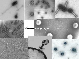 Viruses and phages