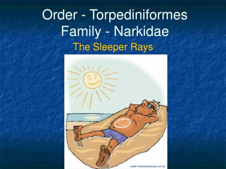 order torpediniformes family narkidae