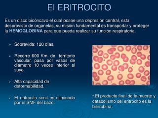 el eritrocito