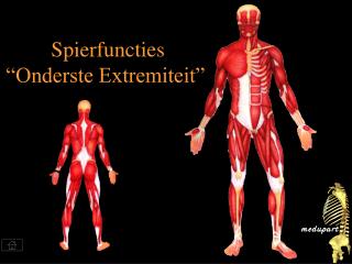 spierfuncties onderste extremiteit