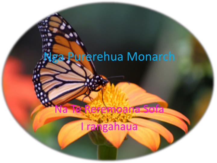 nga p urerehua monarch