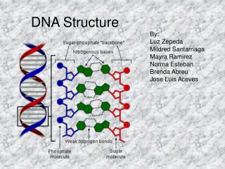 dna structure