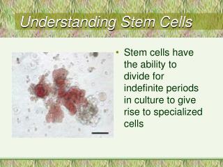 Understanding Stem Cells