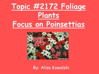 Topic #2172 Foliage Plants Focus on Poinsettias