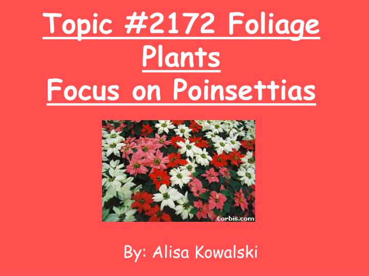 topic 2172 foliage plants focus on poinsettias