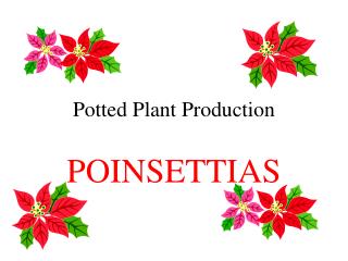 Potted Plant Production