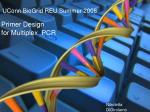 UConn BioGrid REU Summer 2008 Primer Design for Multiplex PCR - slide 1