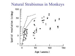 Natural Strabismus in Monkeys