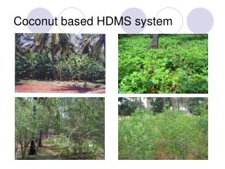 Coconut based HDMS system