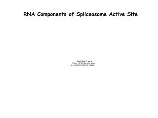 RNA Components of Spliceosome Active Site