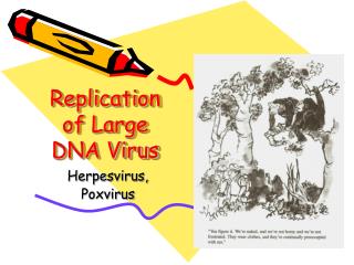 Replication of Large DNA Virus