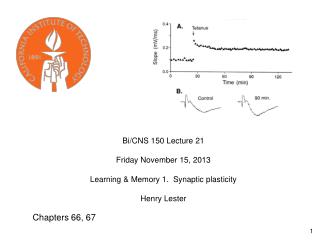 Bi/CNS 150 Lecture 21 Friday November 15, 2013 Learning &amp; Memory 1. Synaptic plasticity