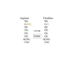 C= NH 2 +