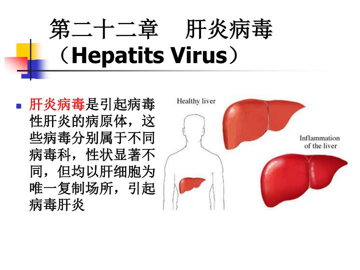 hepatits virus
