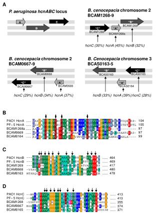 B. cenocepacia chromosome 2 BCAM1268-9