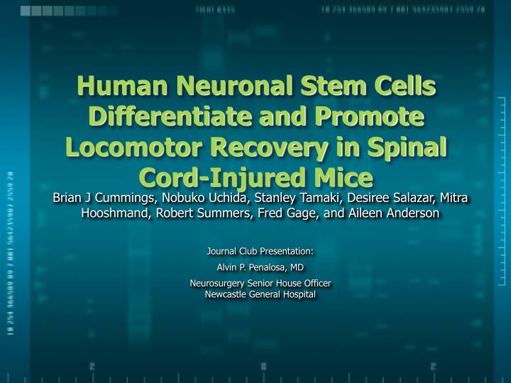 human neuronal stem cells differentiate and promote locomotor recovery in spinal cord injured mice