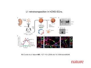 NG Coufal et al. Nature 460 , 1127 - 1131 (2009) doi:10.1038/nature08 248