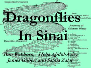Dragonflies In Sinai